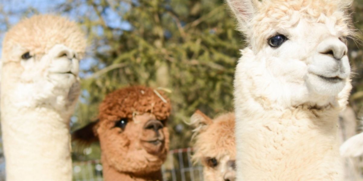 A group of adorable alpacas