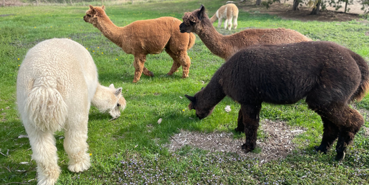 The Surprising Sustainability of Alpaca Fiber: Nature’s Eco-Friendly Miracle
