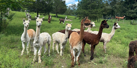 Why Alpaca Wool Is Softer, Stronger, and Greener Than Sheep’s Wool