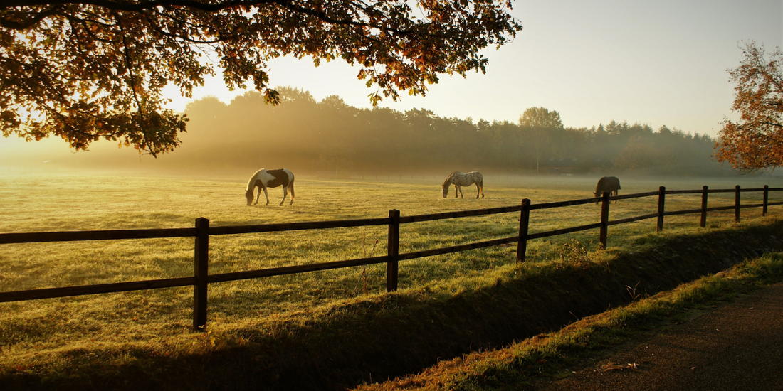 Image shows a horse fenceline with horses in the pasture in the early morning