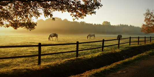 Image shows a horse fenceline with horses in the pasture in the early morning
