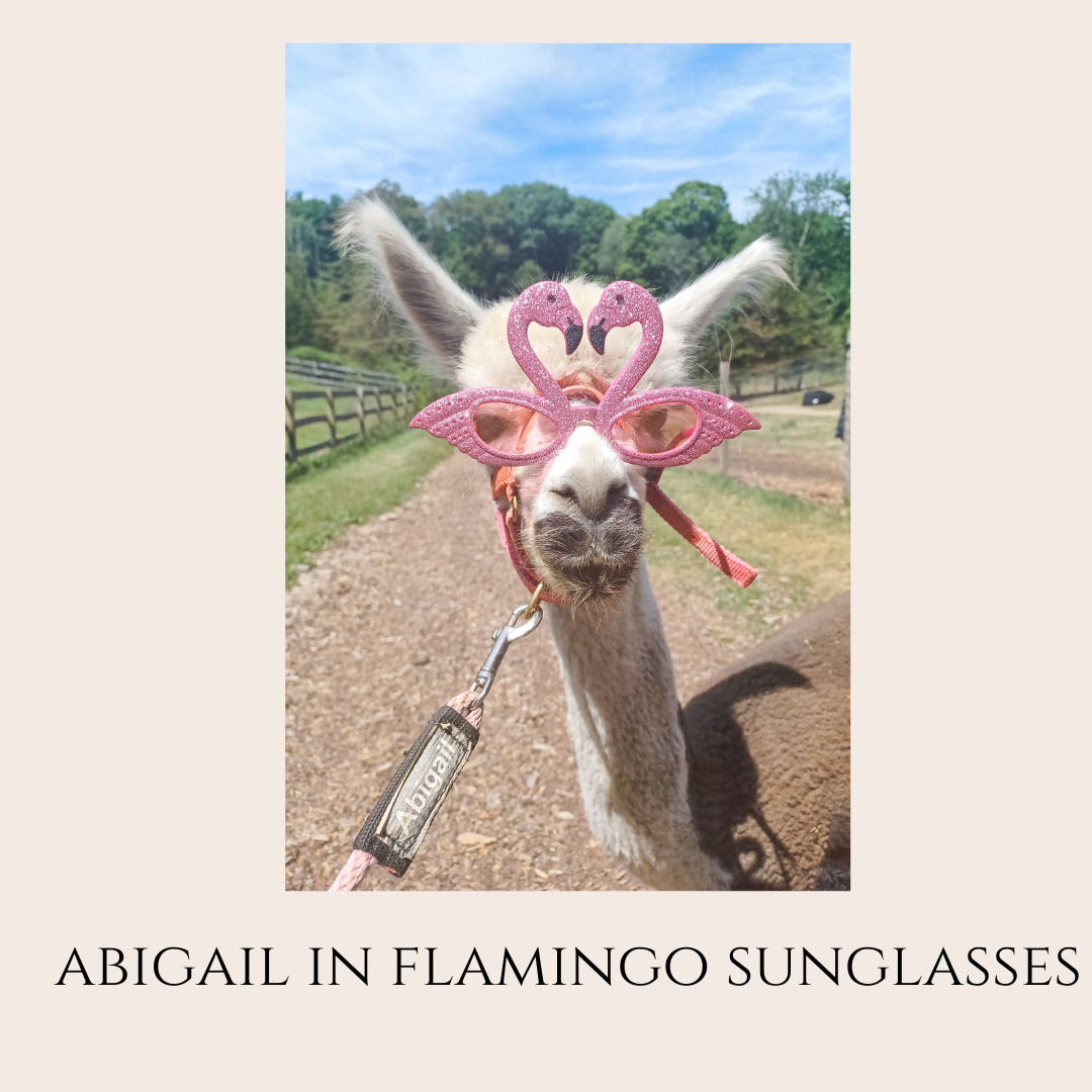 Farm Animal Greeting Cards
