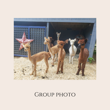 Farm Animal Greeting Cards