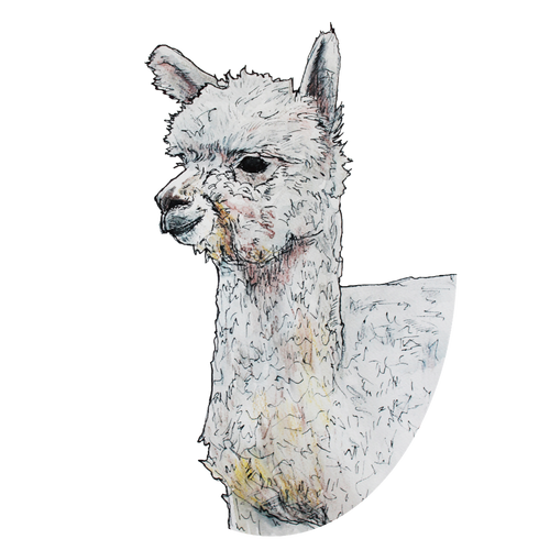 American Made Alpaca logo