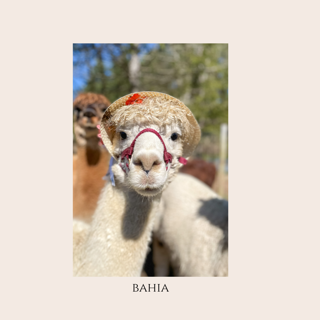 Farm Animal Greeting Cards