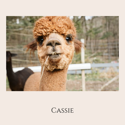 Farm Animal Greeting Cards