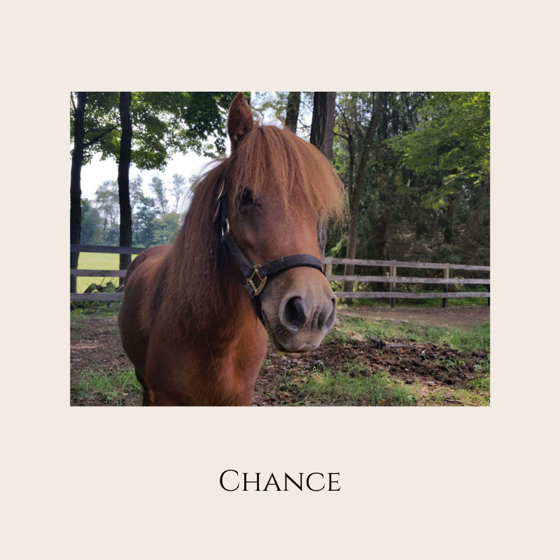 Farm Animal Greeting Cards