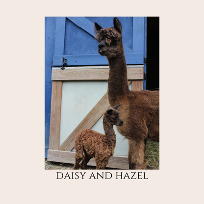 Farm Animal Greeting Cards