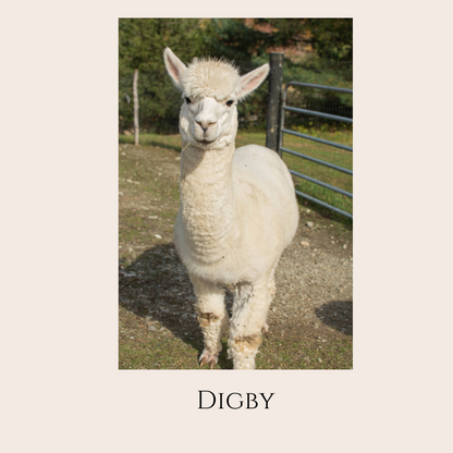 Farm Animal Greeting Cards