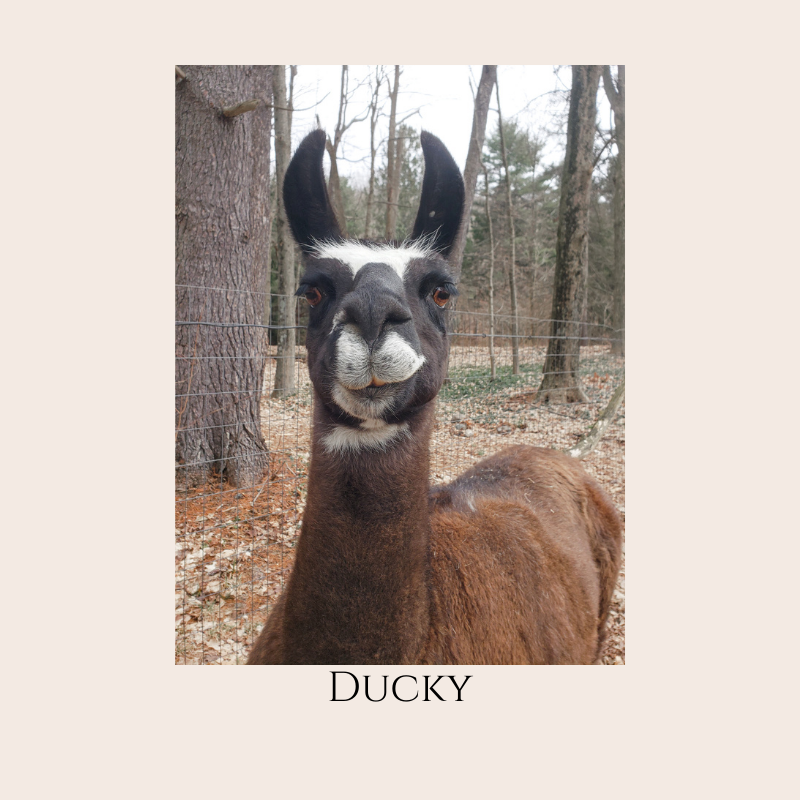Farm Animal Greeting Cards