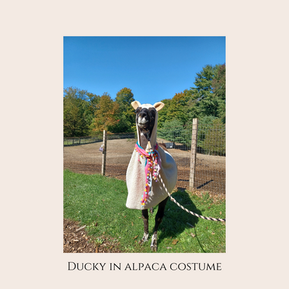 Farm Animal Greeting Cards