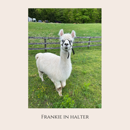 Farm Animal Greeting Cards