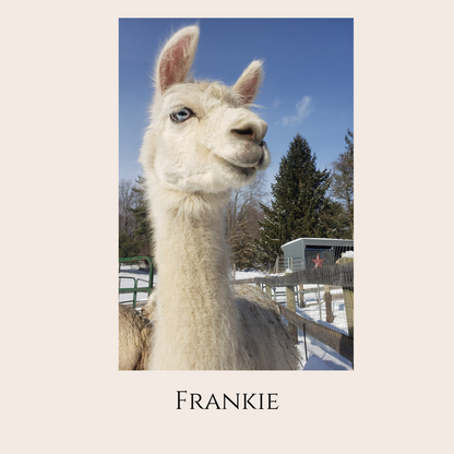Farm Animal Greeting Cards