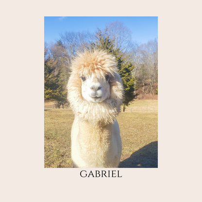 Farm Animal Greeting Cards