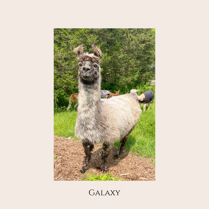 Farm Animal Greeting Cards