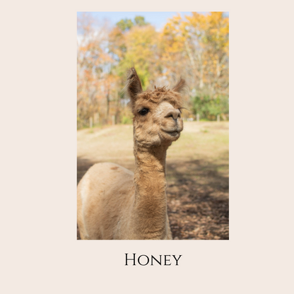 Farm Animal Greeting Cards