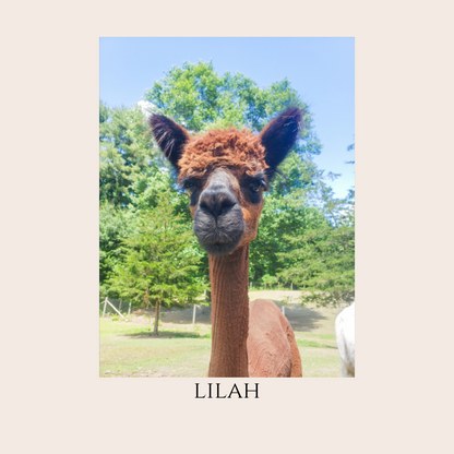 Farm Animal Greeting Cards