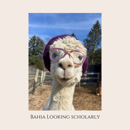 Farm Animal Greeting Cards