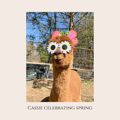 Farm Animal Greeting Cards