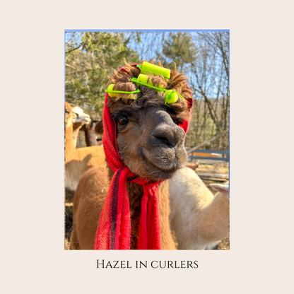 Farm Animal Greeting Cards