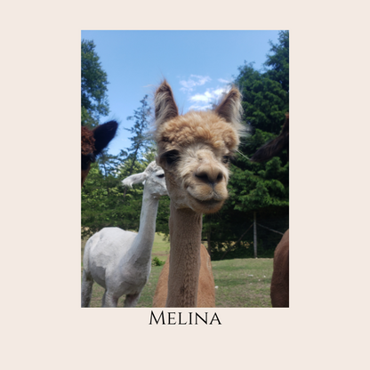 Farm Animal Greeting Cards