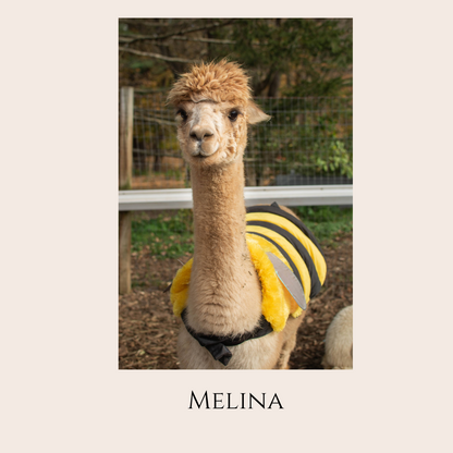 Farm Animal Greeting Cards