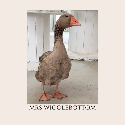 Farm Animal Greeting Cards