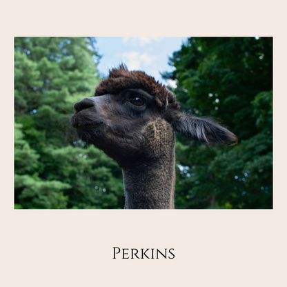 Farm Animal Greeting Cards