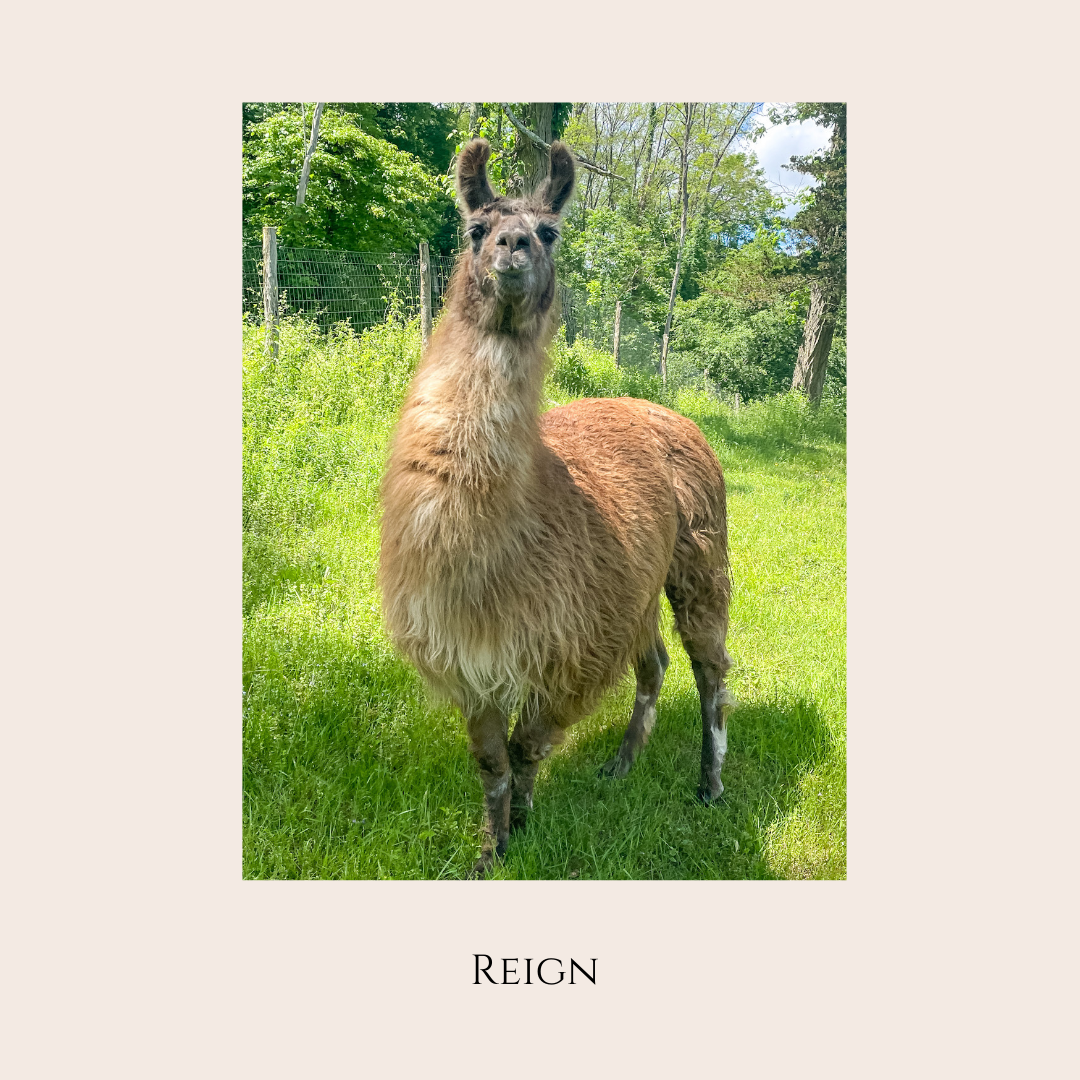 Farm Animal Greeting Cards