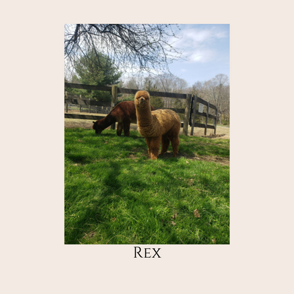 Farm Animal Greeting Cards