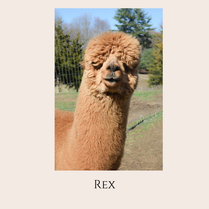 Farm Animal Greeting Cards