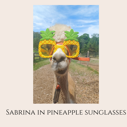 Farm Animal Greeting Cards