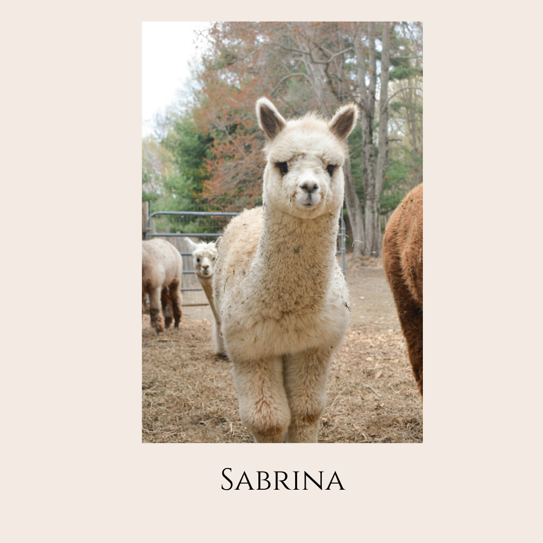 Farm Animal Greeting Cards