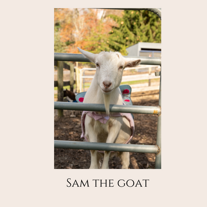 Farm Animal Greeting Cards