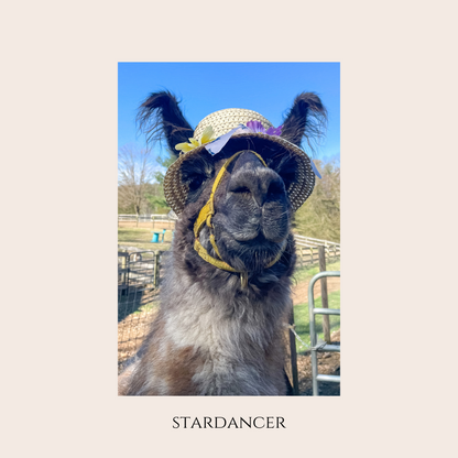 Farm Animal Greeting Cards