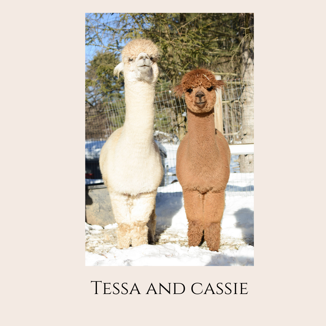 Farm Animal Greeting Cards