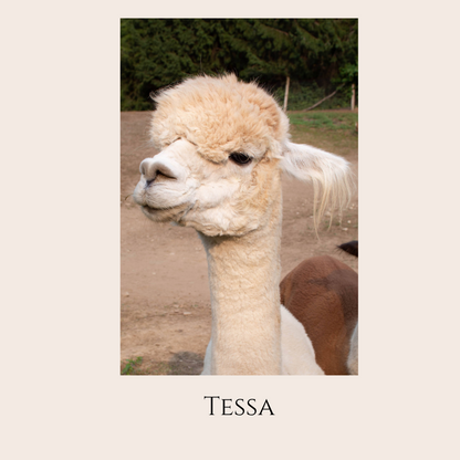 Farm Animal Greeting Cards