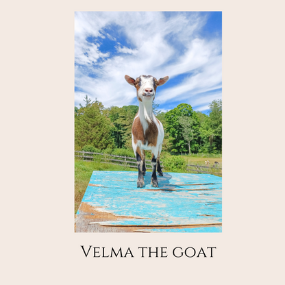 Farm Animal Greeting Cards