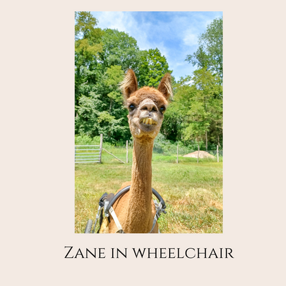 Farm Animal Greeting Cards