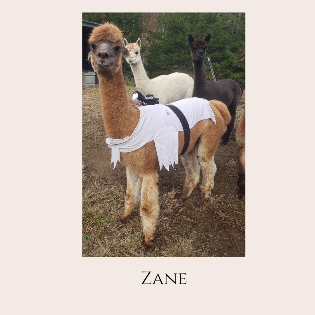 Farm Animal Greeting Cards