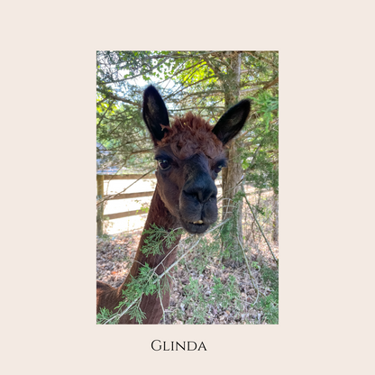 Farm Animal Greeting Cards