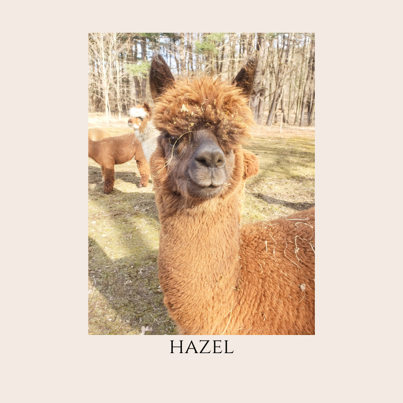 Farm Animal Greeting Cards