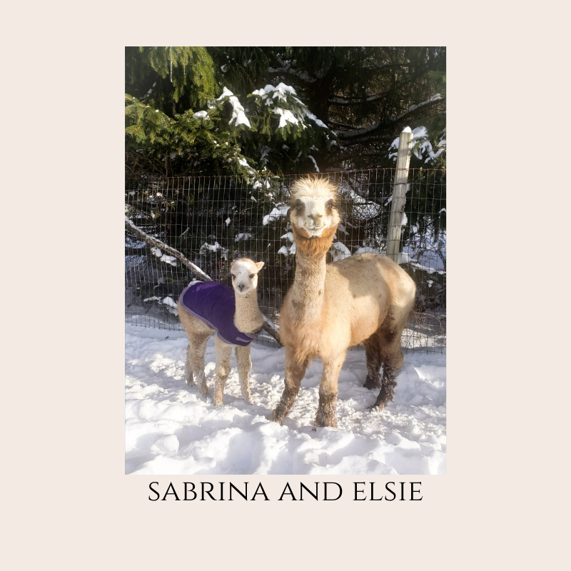 Farm Animal Greeting Cards